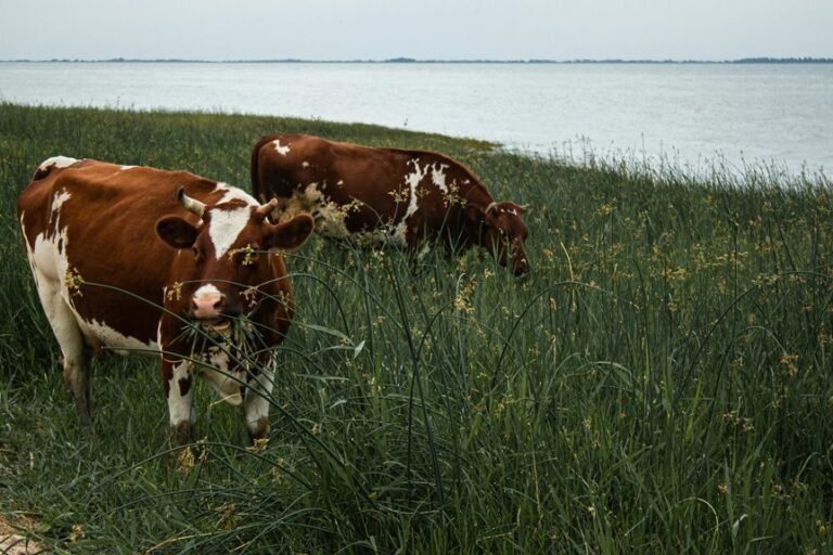 sbi large midcap investment